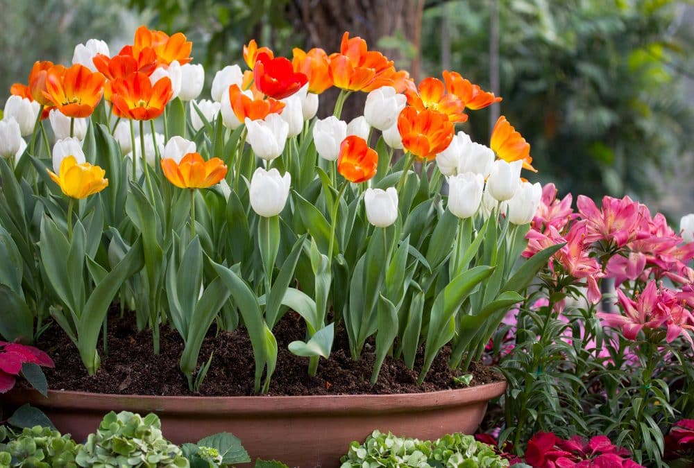 kolorowe tulipany i wkiaty w ogrodzie
