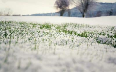 Jak zabezpieczyć trawnik przed zimą?