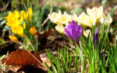 Zwiastun wiosny – marzec w ogrodzie