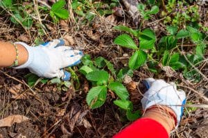 Sprawdź, dlaczego regularne odchwaszczanie i nawożenie ogrodu wspierają zdrowy wzrost roślin, ograniczają chwasty i poprawiają kondycję gleby.